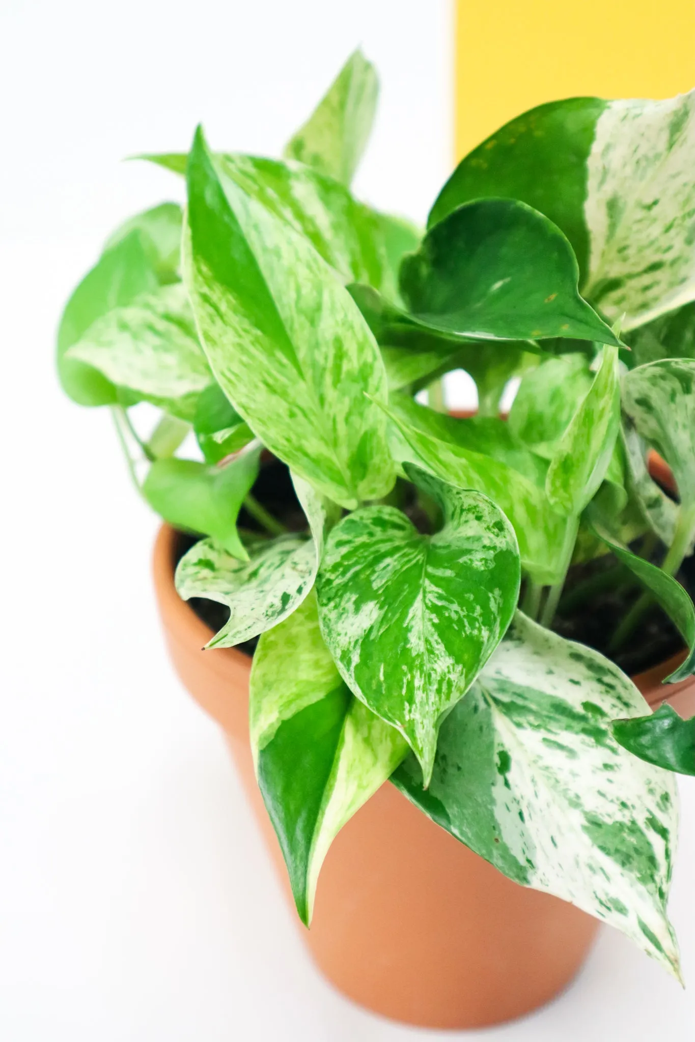 Marble Queen Pothos