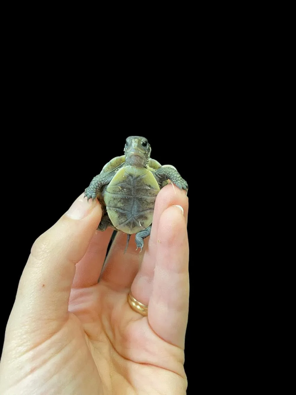 Three Toed Box Turtle