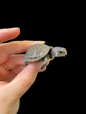 Three Toed Box Turtle
